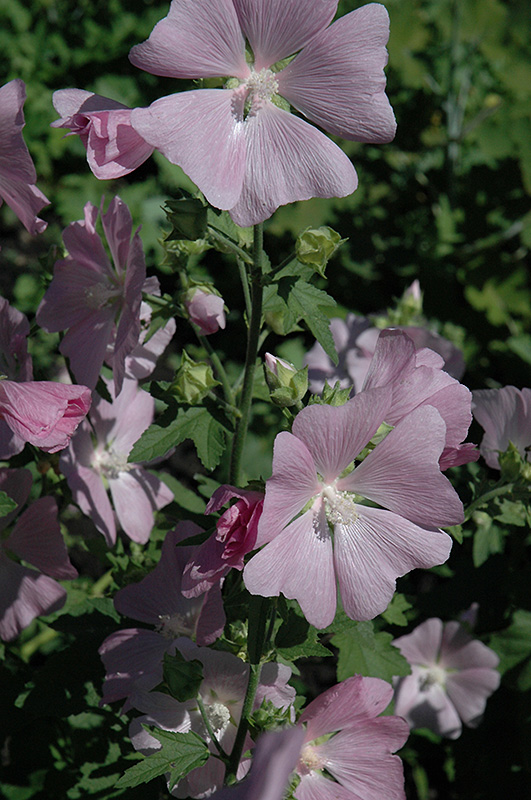 Pink Mallow (Malva moschata 'Rosea') at Ritchie Feed & Seed Inc.
