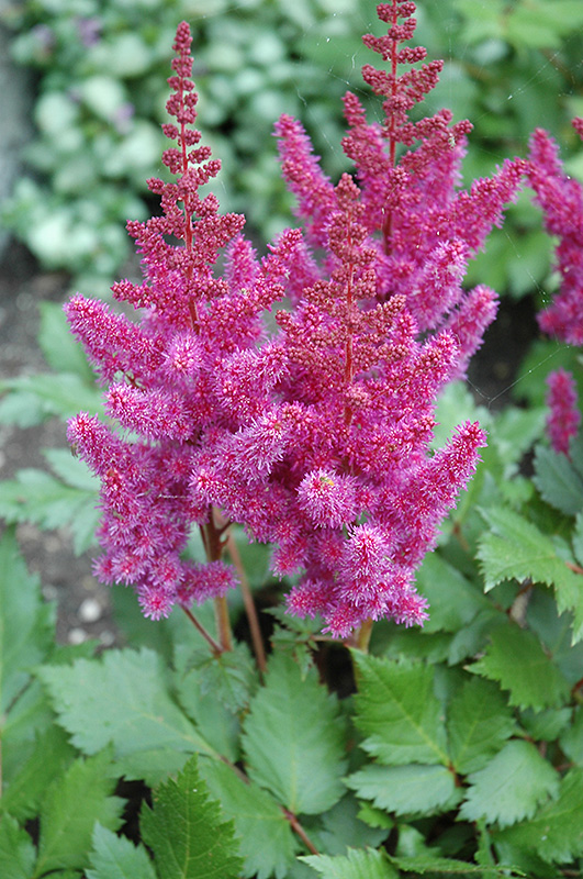 Visions Astilbe (Astilbe chinensis 'Visions') at Ritchie Feed & Seed Inc.