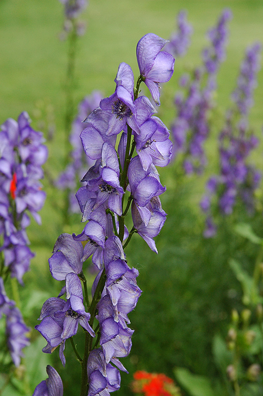 Common Monkshood (Aconitum napellus) at Ritchie Feed & Seed Inc.