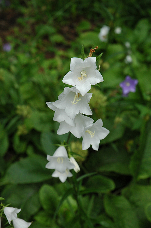 White Peachleaf Bellflower (Campanula persicifolia 'Alba') at Ritchie Feed & Seed Inc.