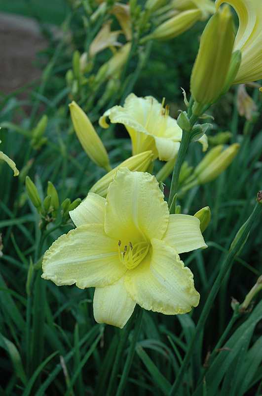 Happy Ever Appster Happy Returns Daylily (Hemerocallis 'Happy Returns') at Ritchie Feed & Seed Inc.