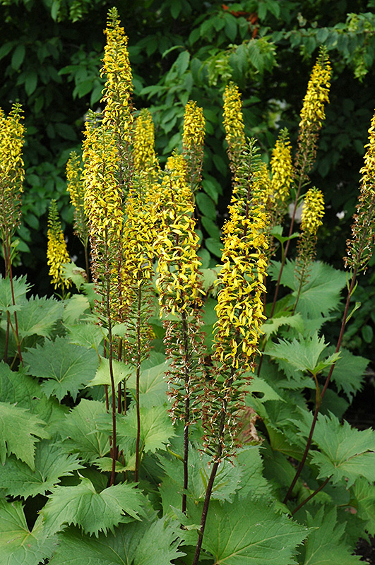 The Rocket Rayflower (Ligularia 'The Rocket') at Ritchie Feed & Seed Inc.