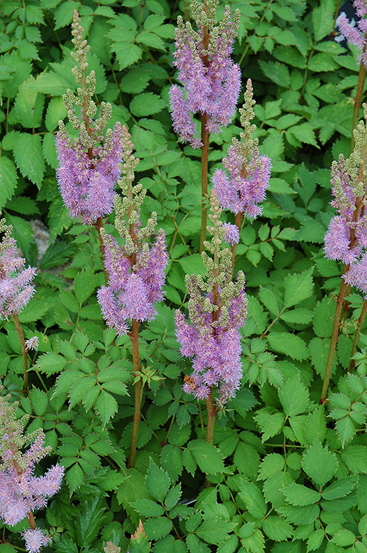 Dwarf Chinese Astilbe (Astilbe chinensis 'Pumila') at Ritchie Feed & Seed Inc.