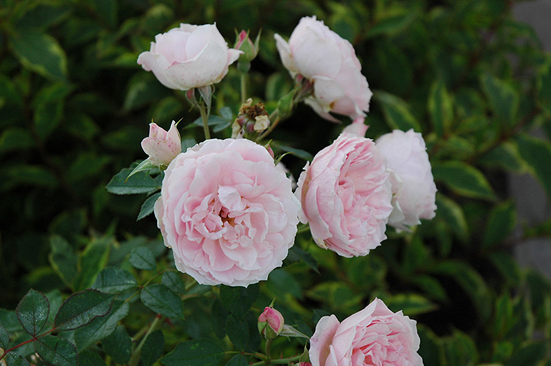 Morden Blush Rose (Rosa 'Morden Blush') at Ritchie Feed & Seed Inc.