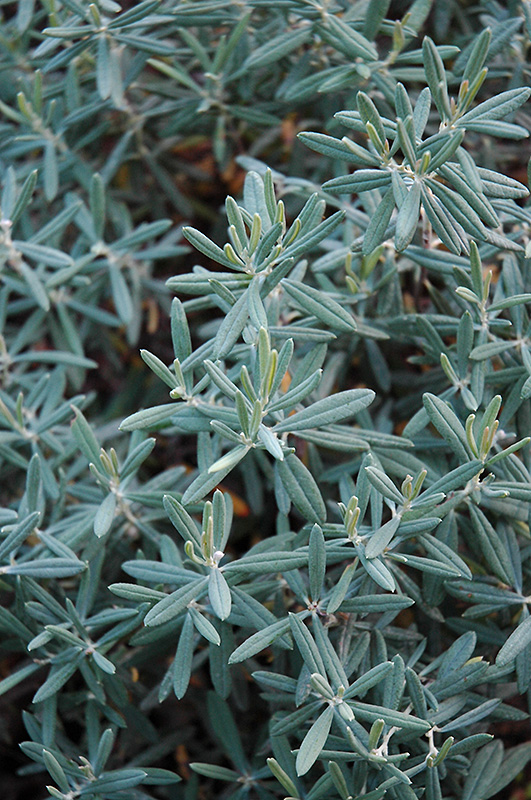 Blue Ice Bog Rosemary (Andromeda polifolia 'Blue Ice') at Ritchie Feed & Seed Inc.