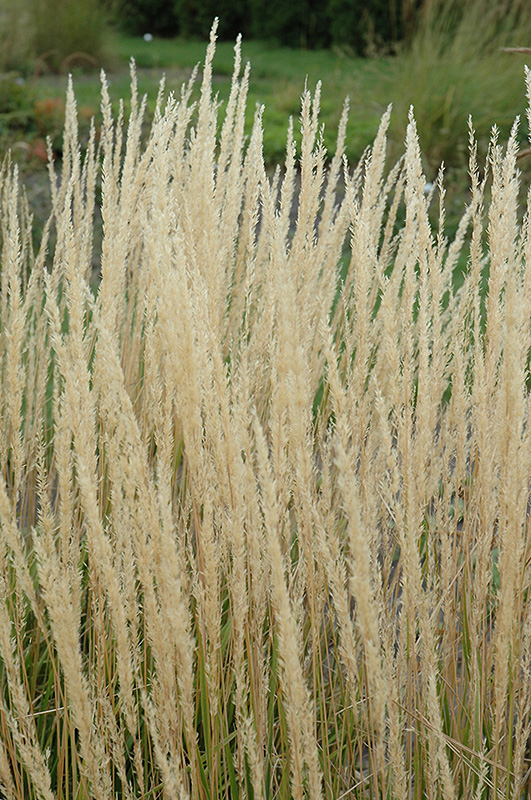 Karl Foerster Reed Grass (Calamagrostis x acutiflora 'Karl Foerster') at Ritchie Feed & Seed Inc.