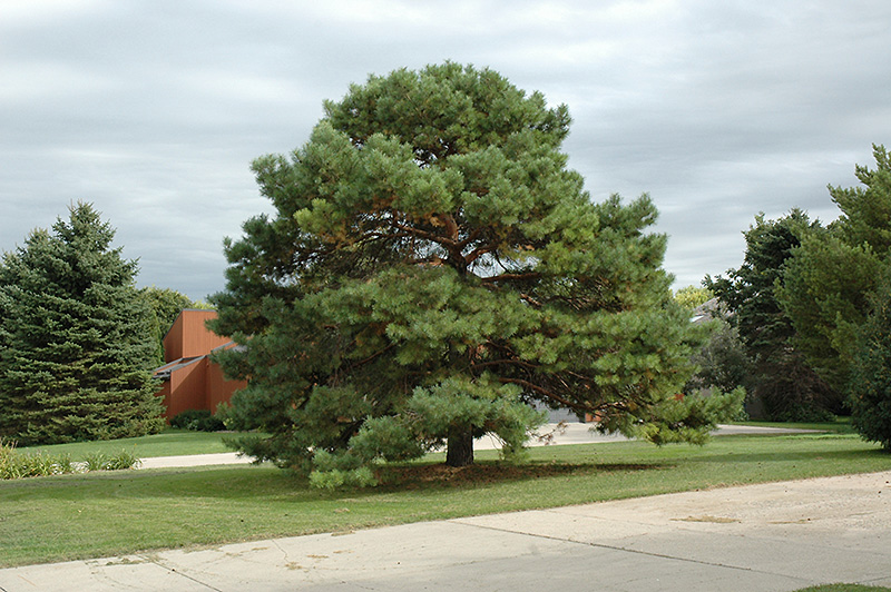 Scotch Pine (Pinus sylvestris) at Ritchie Feed & Seed Inc.