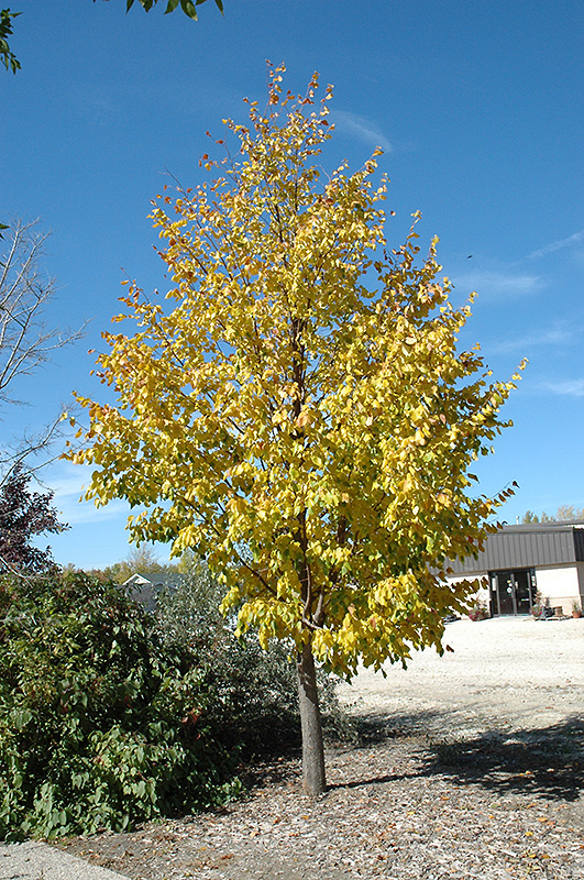Harvest Gold Mongolian Linden (Tilia mongolica 'Harvest Gold') at Ritchie Feed & Seed Inc.