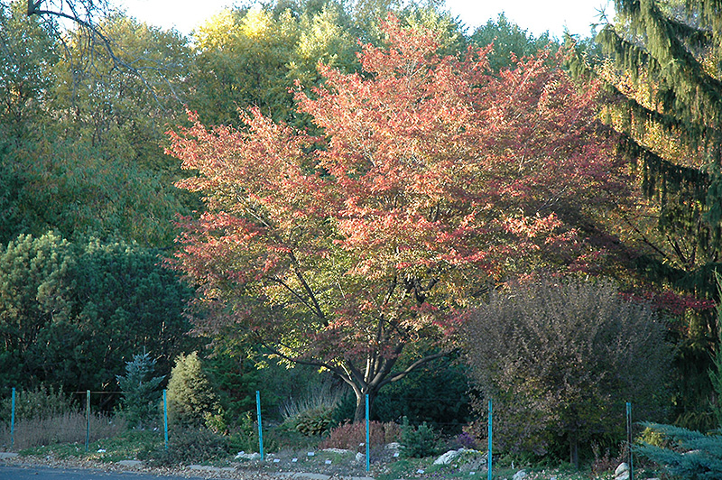 Robin Hill Serviceberry (Amelanchier x grandiflora 'Robin Hill') at Ritchie Feed & Seed Inc.