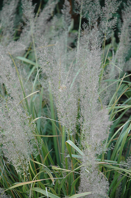 Korean Reed Grass (Calamagrostis brachytricha) at Ritchie Feed & Seed Inc.
