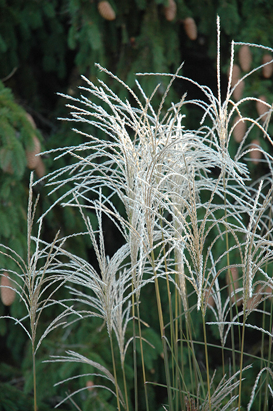 Graziella Maiden Grass (Miscanthus sinensis 'Graziella') at Ritchie Feed & Seed Inc.
