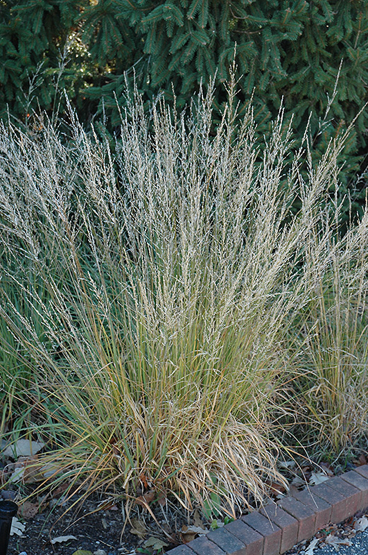 Moorflame Moor Grass (Molinia caerulea 'Moorflame') at Ritchie Feed & Seed Inc.