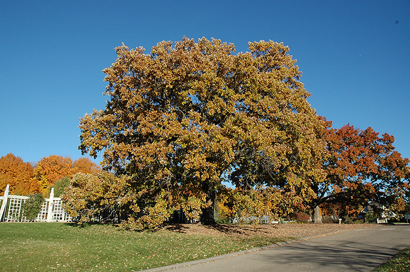 Bur Oak (Quercus macrocarpa) at Ritchie Feed & Seed Inc.