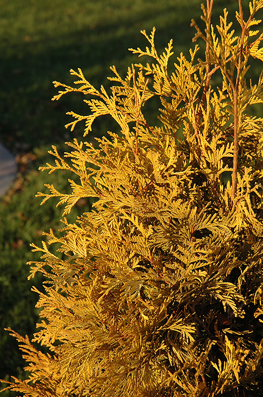 Yellow Ribbon Arborvitae (Thuja occidentalis 'Yellow Ribbon') at Ritchie Feed & Seed Inc.