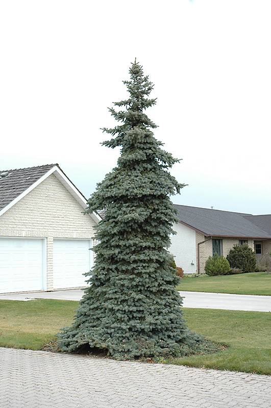 Weeping Blue Spruce (Picea pungens 'Pendula') at Ritchie Feed & Seed Inc.