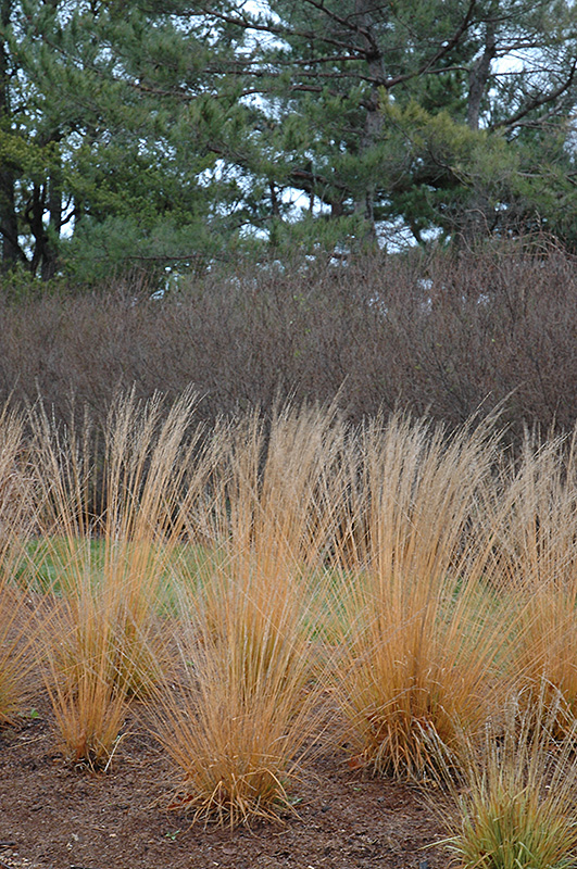 Strohlenquelle Moor Grass (Molinia caerulea 'Strohlenquelle') at Ritchie Feed & Seed Inc.