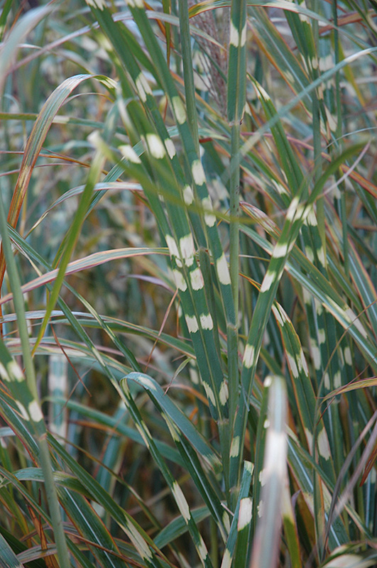 Zebra Grass (Miscanthus sinensis 'Zebrinus') at Ritchie Feed & Seed Inc.