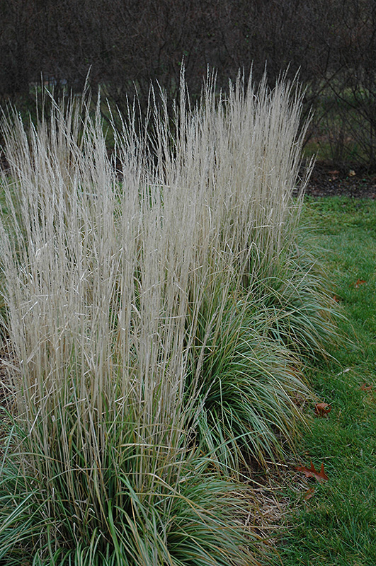 Avalanche Reed Grass (Calamagrostis x acutiflora 'Avalanche') at Ritchie Feed & Seed Inc.