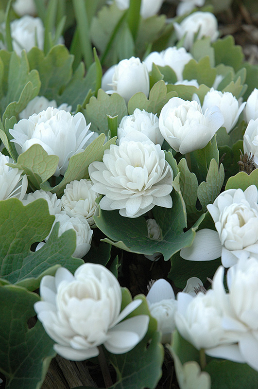 Bloodroot (Sanguinaria canadensis) at Ritchie Feed & Seed Inc.