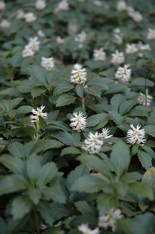 Japanese Spurge (Pachysandra terminalis) at Ritchie Feed & Seed Inc.