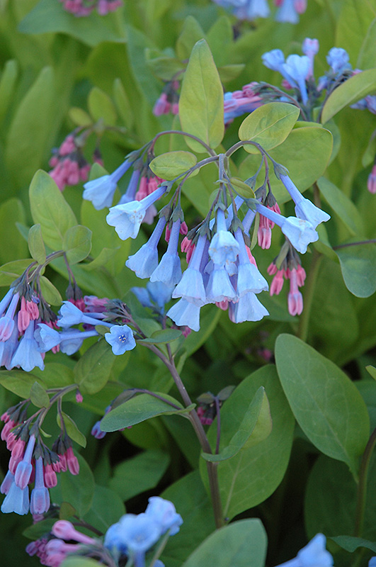 Virginia Bluebells (Mertensia virginica) at Ritchie Feed & Seed Inc.
