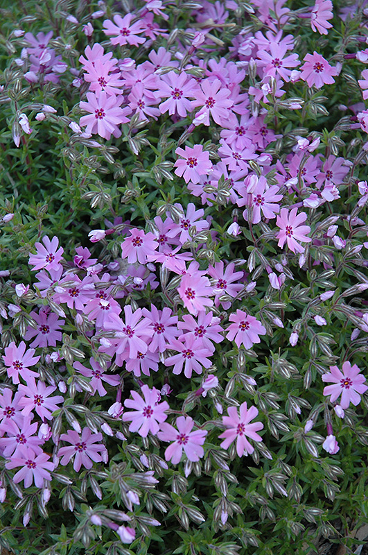 Fort Hill Moss Phlox (Phlox subulata 'Fort Hill') at Ritchie Feed & Seed Inc.