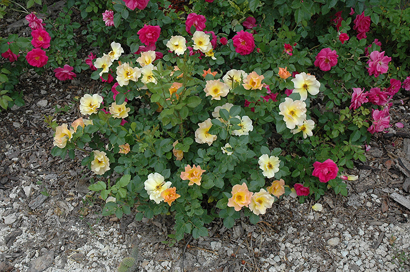Morden Sunrise Rose (Rosa 'Morden Sunrise') at Ritchie Feed & Seed Inc.