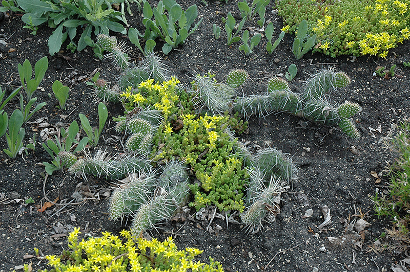 Prickly Pear Cactus (Opuntia polyacantha) at Ritchie Feed & Seed Inc.