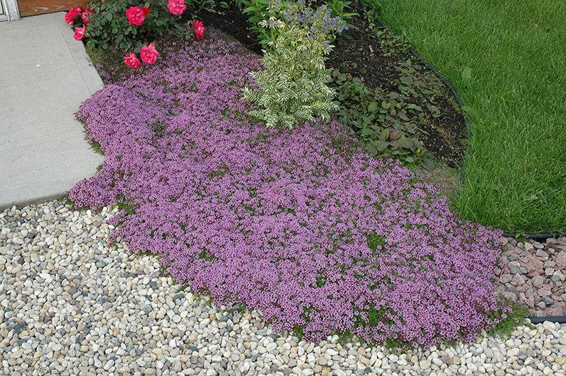 Red Creeping Thyme (Thymus praecox 'Coccineus') at Ritchie Feed & Seed Inc.