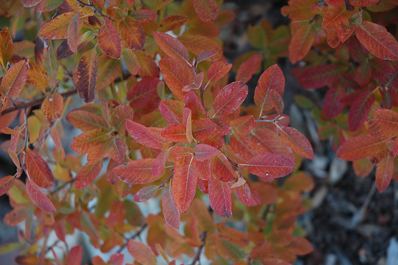 Rainbow Pillar Serviceberry (Amelanchier canadensis 'Glennform') at Ritchie Feed & Seed Inc.