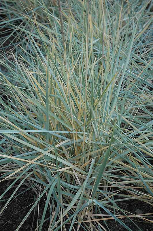 Blue Dune Lyme Grass (Leymus arenarius 'Blue Dune') at Ritchie Feed & Seed Inc.