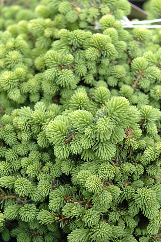 Little Gem Spruce (Picea abies 'Little Gem') at Ritchie Feed & Seed Inc.