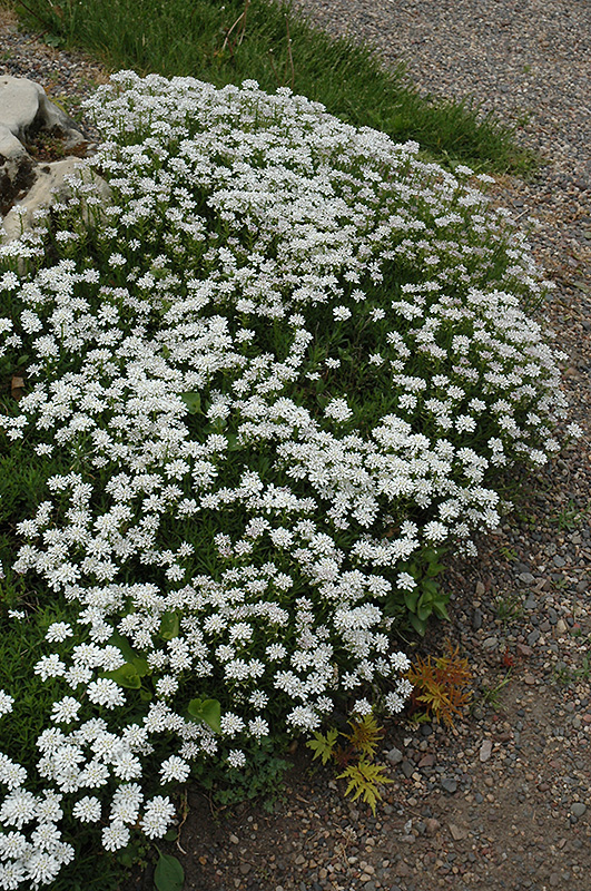 Little Gem Candytuft (Iberis sempervirens 'Little Gem') at Ritchie Feed & Seed Inc.