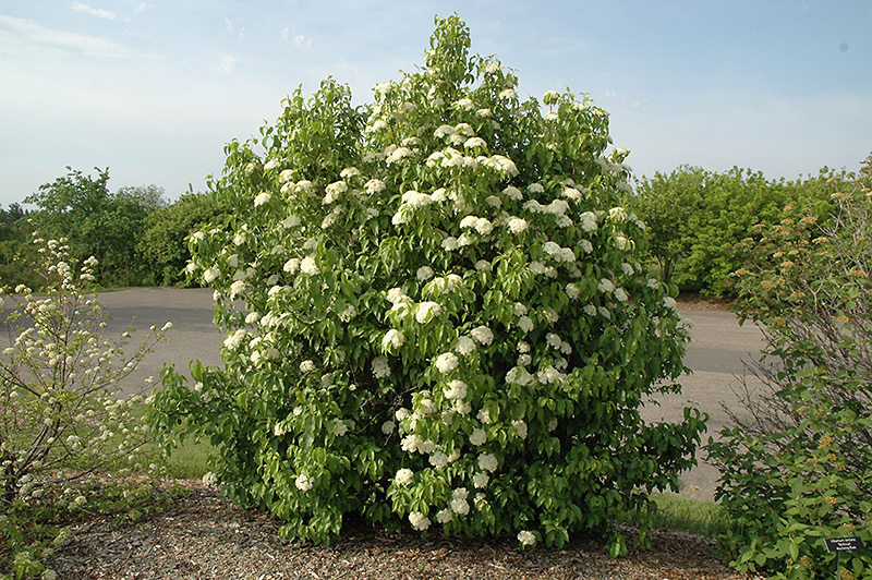 Nannyberry (Viburnum lentago) at Ritchie Feed & Seed Inc.