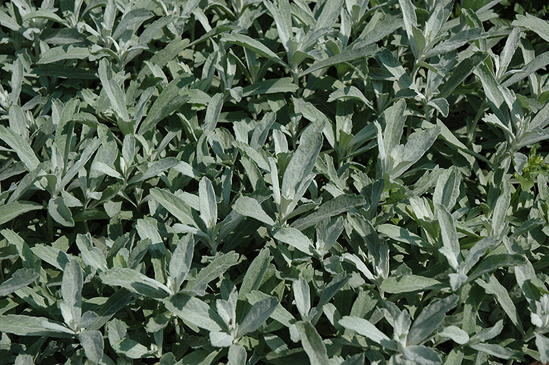Silver King Artemesia (Artemisia ludoviciana 'Silver King') at Ritchie Feed & Seed Inc.