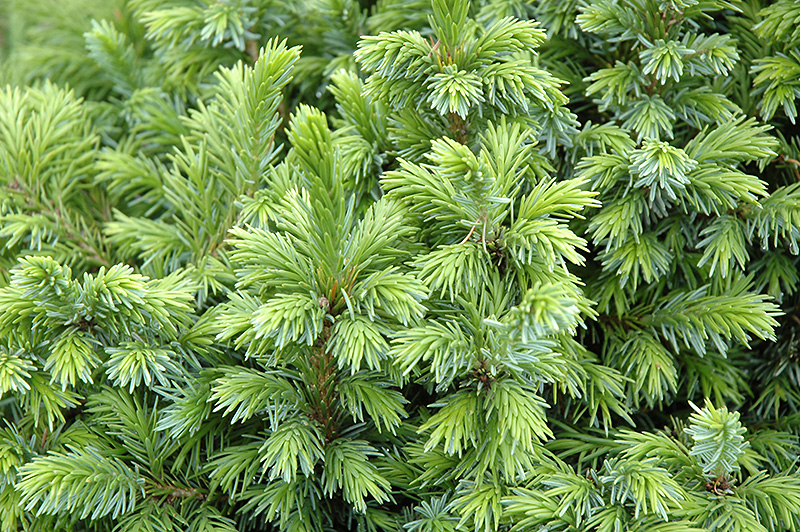 Dwarf Serbian Spruce (Picea omorika 'Nana') at Ritchie Feed & Seed Inc.
