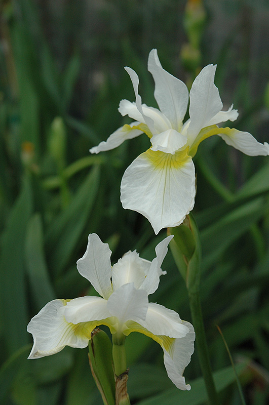 Snow Queen Siberian Iris (Iris sibirica 'Snow Queen') at Ritchie Feed & Seed Inc.