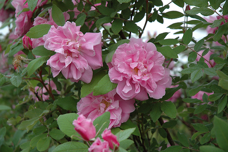 Therese Bugnet Rose (Rosa 'Therese Bugnet') at Ritchie Feed & Seed Inc.