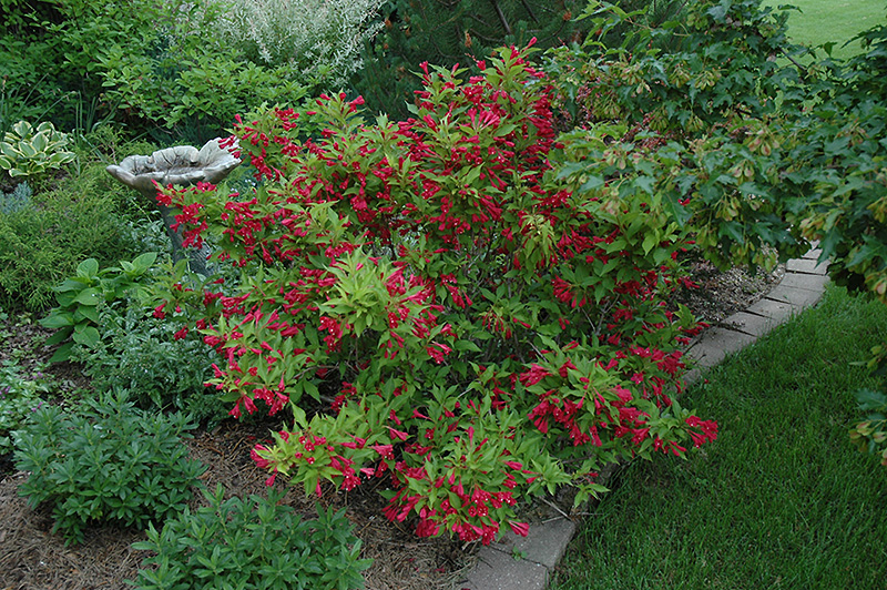 Red Prince Weigela (Weigela florida 'Red Prince') at Ritchie Feed & Seed Inc.