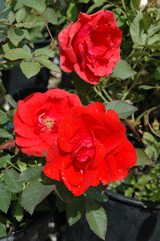 Morden Fireglow Rose (Rosa 'Morden Fireglow') at Ritchie Feed & Seed Inc.