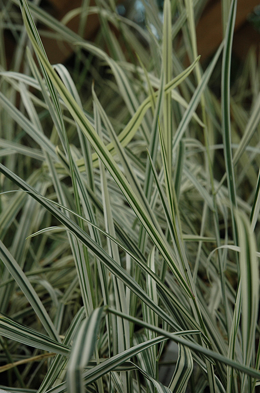 Variegated Oat Grass (Arrhenatherum elatum 'Variegatum') at Ritchie Feed & Seed Inc.