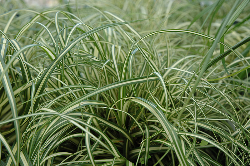 Evergold Variegated Japanese Sedge (Carex oshimensis 'Evergold') at Ritchie Feed & Seed Inc.