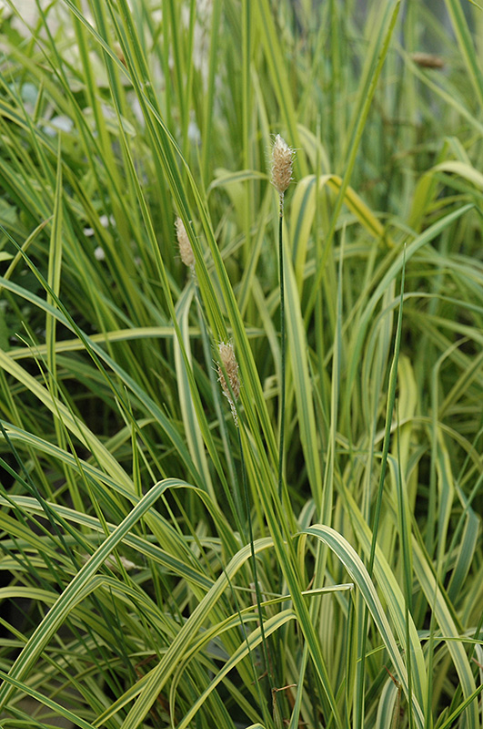 Variegated Foxtail Grass (Alopecurus pratensis 'Aureovariegatus') at Ritchie Feed & Seed Inc.