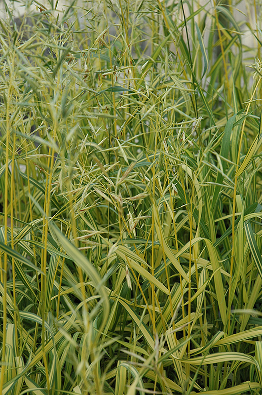 Skinner's Gold Brome Grass (Bromis inermis 'Skinner's Gold') at Ritchie Feed & Seed Inc.