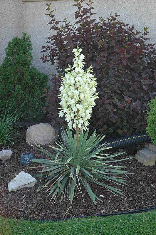Small Soapweed (Yucca glauca) at Ritchie Feed & Seed Inc.