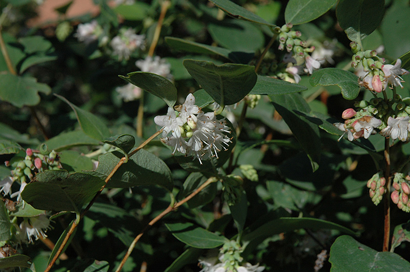Snowberry (Symphoricarpos albus) at Ritchie Feed & Seed Inc.