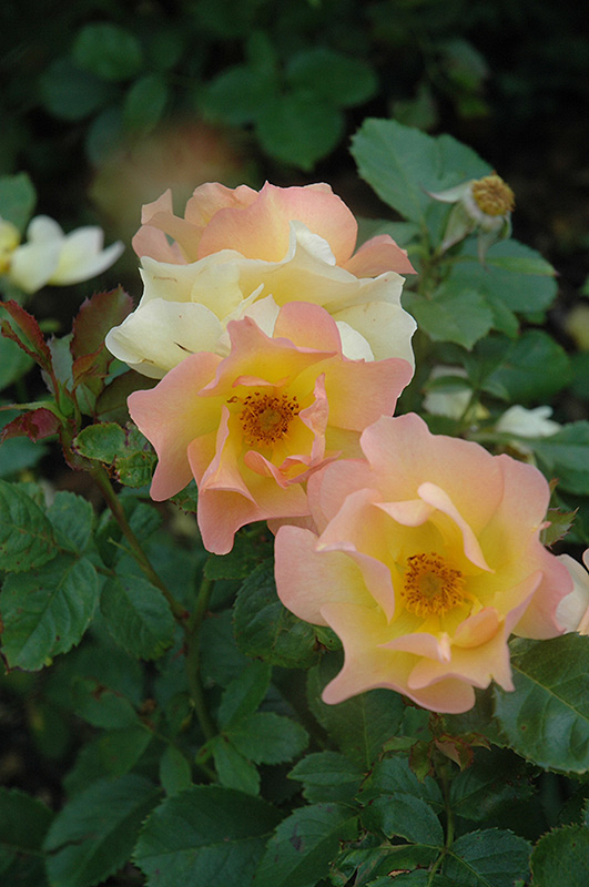 Morden Sunrise Rose (Rosa 'Morden Sunrise') at Ritchie Feed & Seed Inc.
