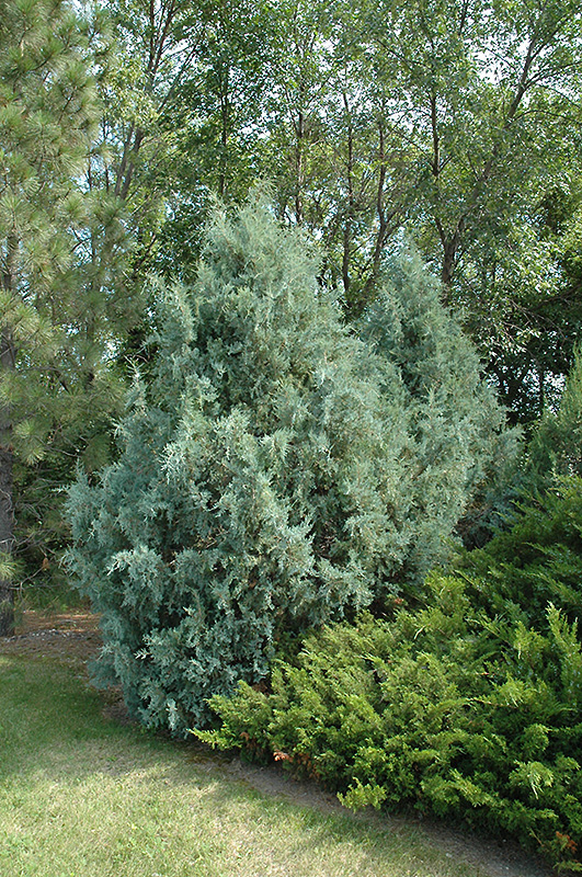 Wichita Blue Juniper (Juniperus scopulorum 'Wichita Blue') at Ritchie Feed & Seed Inc.