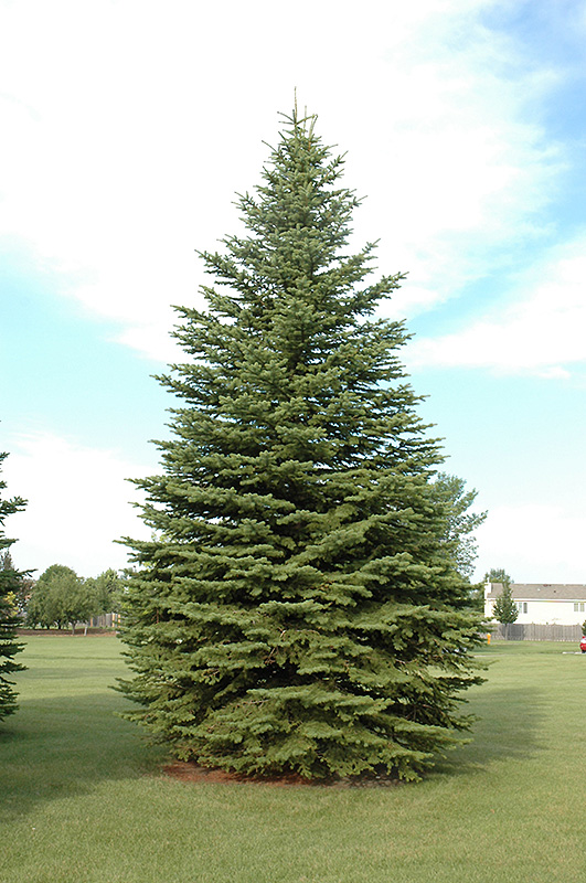 Colorado Spruce (Picea pungens) at Ritchie Feed & Seed Inc.