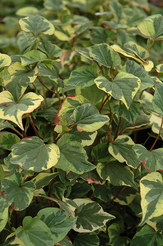 Variegated Chameleon Plant (Houttuynia cordata 'Variegata') at Ritchie Feed & Seed Inc.